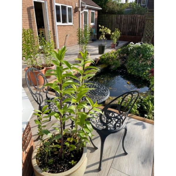 Timeless Greige XXL 40x120x2cm...